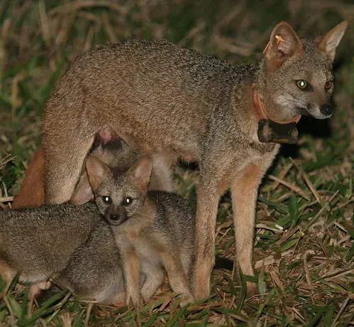 A raposa-do-campo, mascote da UFCAT, têm alta probabilidade de extinção!