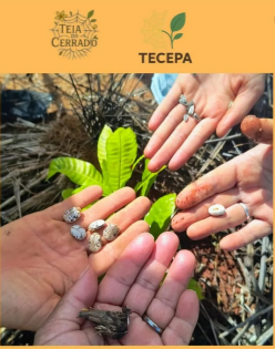 Teia do Cerrado amplia atuação em territórios e avança na articulação entre Educação Popular e Agroecologia